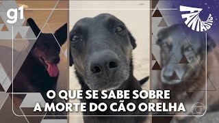 Fantástico: O que as investigações revelam sobre a morte do cão Orelha