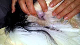 Hunde Geburt Papillon