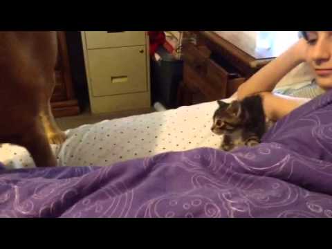 Kittens and momma hen