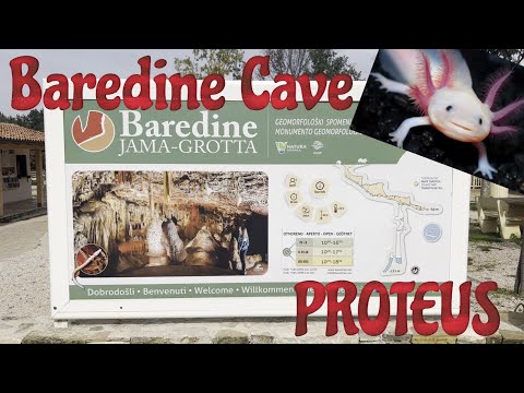 BARADINE CAVE PROTEUS CROATIA ISTRIAN COUNTY