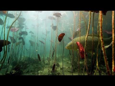 FISHMINE Staffel 4 – Faaker See Trailer | 4K Naturdoku – Unter Karpfen und Gipfeln