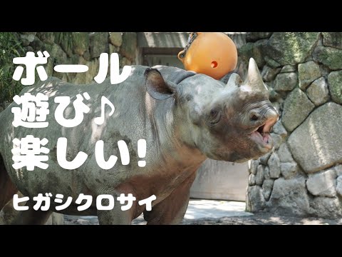 IUCN分類における絶滅の危険性を示す図。