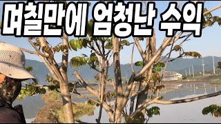며칠만에 엄청난 수익을 올리는 이것! 1년중 며칠만 먹어볼수 있어서 엄청 귀하고 비싼작물