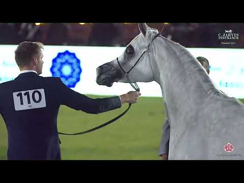 N.110 ECHO ANASTAZJA - PSAIAHF 2025 - Mares 4-6 Years Old Class 4