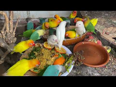 Adorable Lovebirds Meal Time ❤️ | Cutest Bird Video You’ll See Today!
