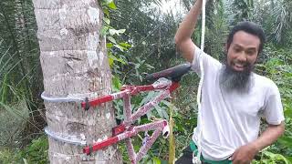 Download lagu Review of Climbing Kit for coconut tree climbing tools. mp3 Download lagu Review of Climbing Kit for coconut tree climbing tools. mp3