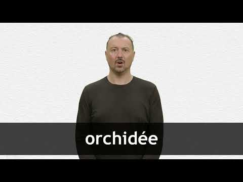 How to pronounce ORCHIDÉE in French