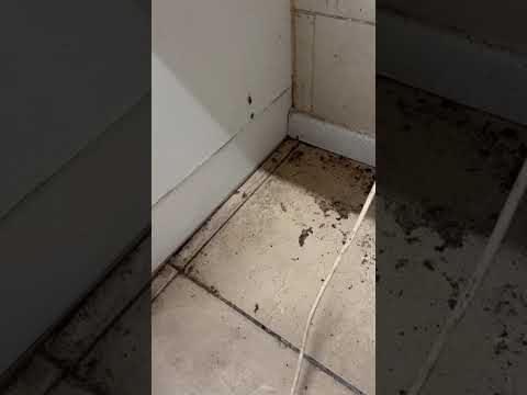Apex Pest Control technician inspecting a domestic kitchen and finding German cockroaches behind the oven