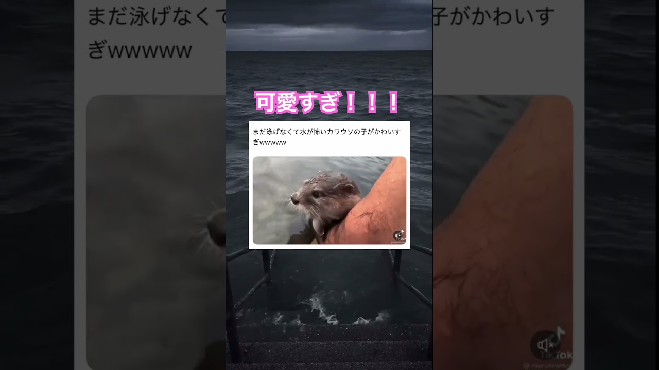 カワウソにもこんな時期があるんだ…！？ #shorts#動物#かわいい#可愛い#癒し#癒し動画 #カワウソ #赤ちゃん