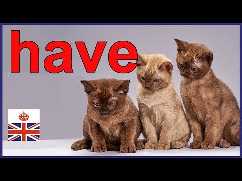 HAVE, HAS and HAD - Main verb and auxiliary verb