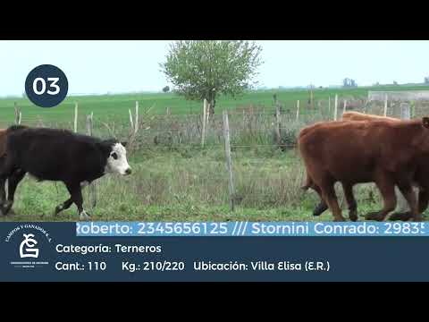 Lote Machos - La Clarita, Villa Elisa, Entre Ríos