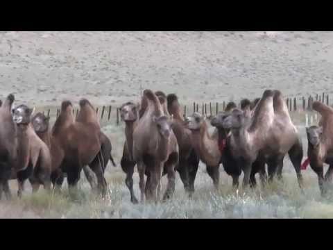 Transsibirische Eisenbahn in der Wüste Gobi #transsib #zarengold