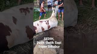 Download lagu Detik-Detik Sapi Super dikubur. Dampak PMK #trending #trendingshorts #cow ternak sapi mp3