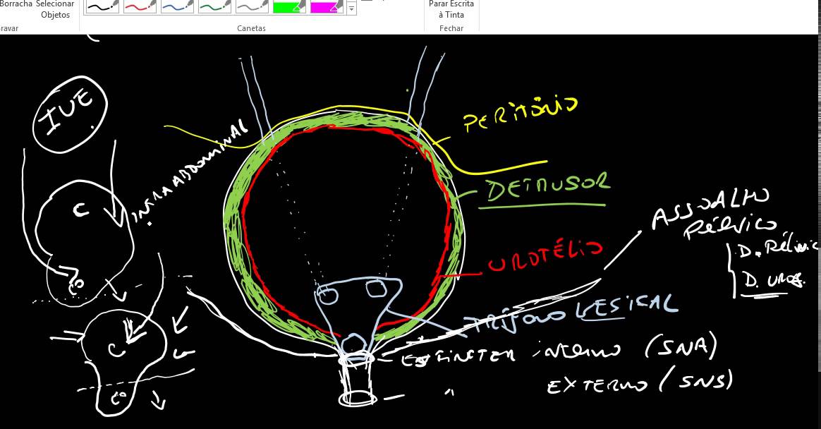 FISIOLOGIA MICCIONAL
