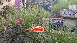 Attracting Different Birds Requires Different Strategies