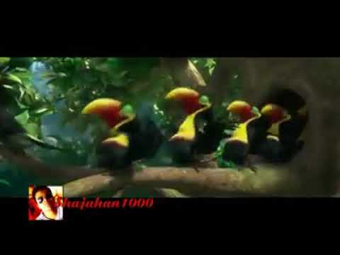 Dang dang song dubbed to bird dance