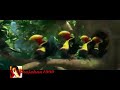 Dang Dang Song Dubbed To Bird Dance