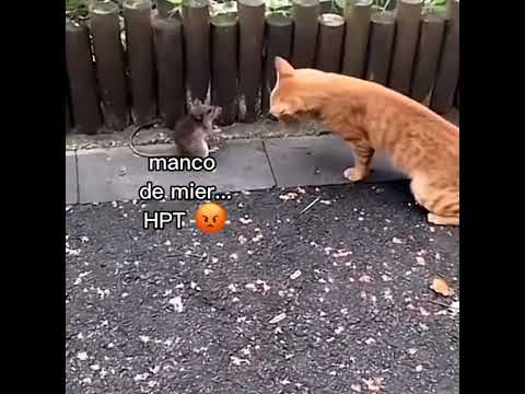 Pvp o que o miedo Manco #shorts #viral #freefire #pvp #insano