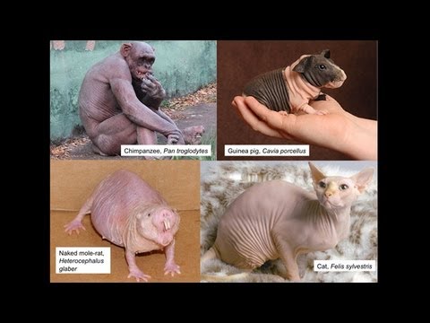 CARTA: The Upright Ape: Bipedalism and Human Origins -- Matt Cartmill: Body Fat and Bipedality