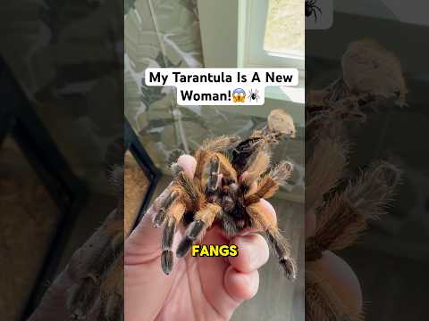 My Tarantula Is A New Woman!😱🕷️#shorts #spider