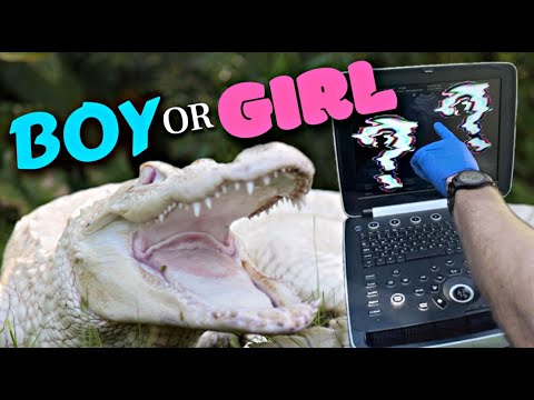 Is our Albino Alligator a Boy or Girl!?!?