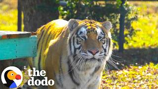 This Tiger Went From A Tiny Cage To Three Acres Of Sanctuary Freedom | The Dodo