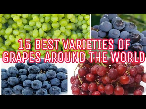 15 BEST VARIETIES OF GRAPES AROUND THE WORLD || #Grapes || #IndayLynne