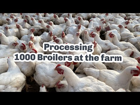 1000 Broilers to process