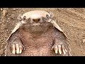 Meet Frank Hel Ll Change How You See Armadillos