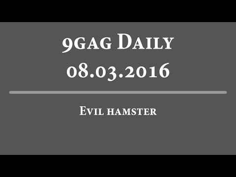 9Gag Daily - 08-03-2016 | Evil hamsters