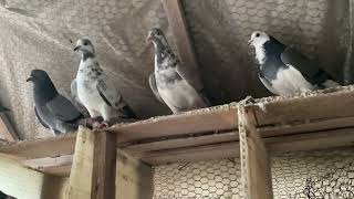 Tipplers Pigeons Shannon Bwoden Mahutian Werf Gordon Hugh’s 2023