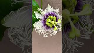 Passion fruit blooming in Arizona desert #asmr #shorts #livinginarizona #gardening ##passionfruit