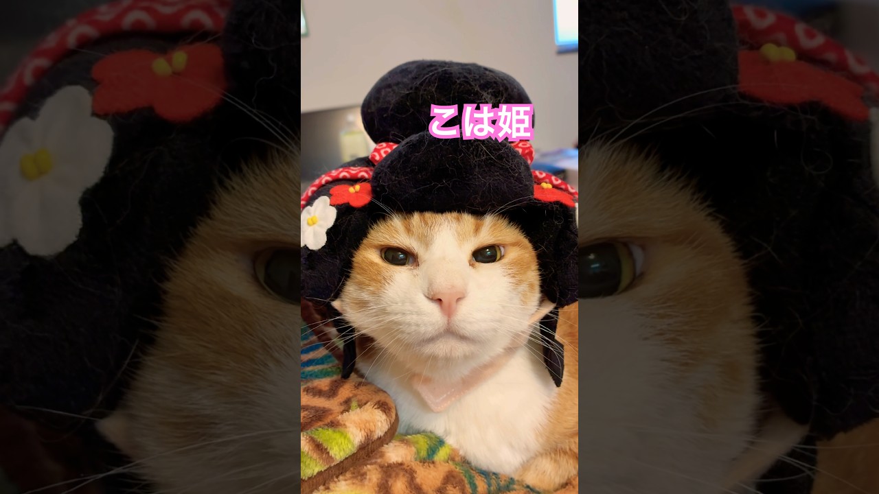 【CAT】頑張って　#shorts   #cats   #cat   #cute   #猫動画   #猫　#可愛い猫   #かわいい猫