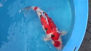 video van Sanke 2510002