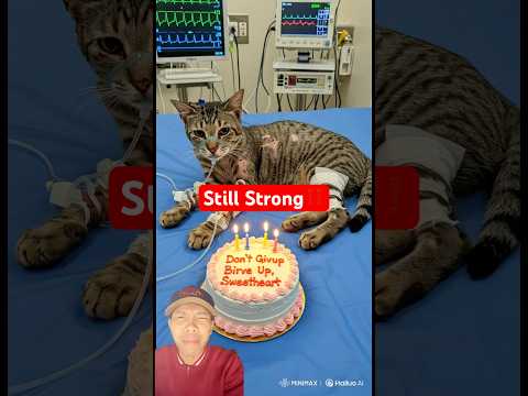 Still Strong‼️#animalintelligence #aiandcats #aicats #cats #catvideos #catshorts