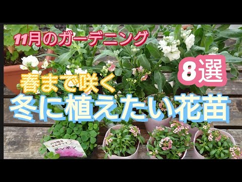  11月から12月に植えて春まで色とりどりの庭を作る、メンテナンス不要の冬の花5選！  庭園
