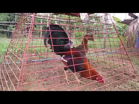 Kelso bs over leiper pullet