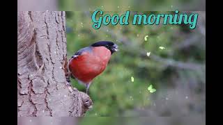 Birds status video birds chirping/Good morning/Nature's beauty/short quotes/life lessons