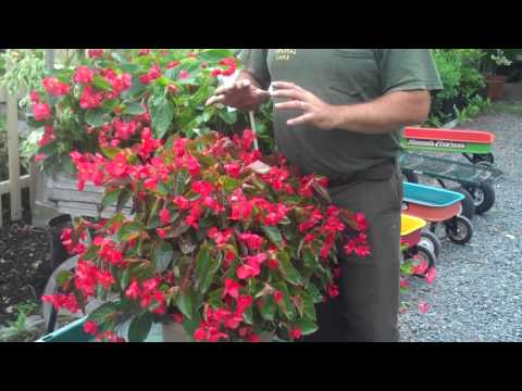 download lagu mp3 mp4 Dragonfly Begonia, download lagu Dragonfly Begonia gratis, unduh video klip Dragonfly Begonia