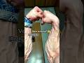 Forearm Veins Tutorial ️ Forearmworkout Gripstrength Forearms