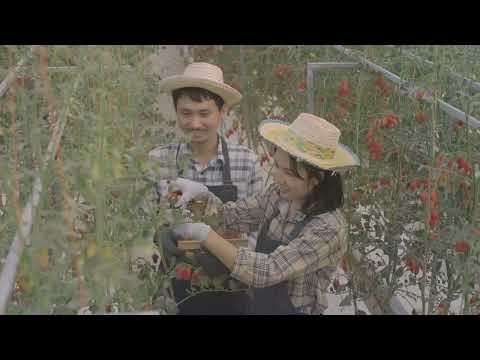 The Secret Life of Wasps: Natureās Misunderstood Warriors