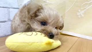 ハーフ犬の動画01