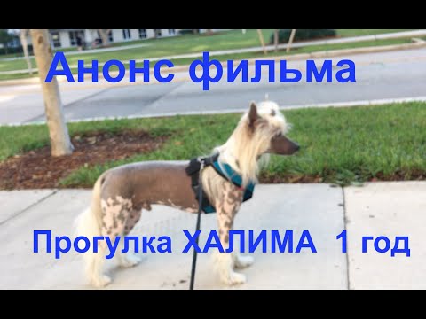 Halim's Walk at One Year Old
