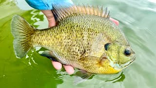 Catching GIANT Fall Bluegill! - Fall Panfishing!