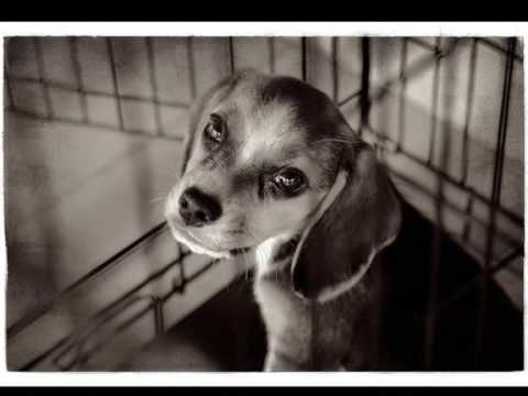 Pletenka - Brontosauři