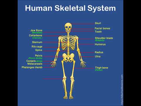Human Skeleton for Kids | Skeletal System | Human Body Facts