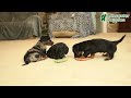 Miniature Dachshund dogs for sale: Minnie  - Video 1