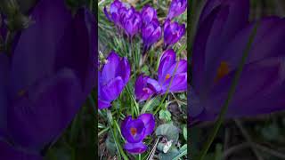 Early March flowers #crocus #march #primrose #iris #garden #daffodil #flowers #spring #colors