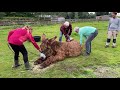 Uriel, the giant donkey that can't get up on its own