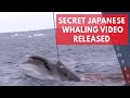 Shocking Japanese whaling footage shows barbaric h...